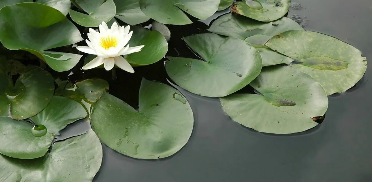 Lotus Flower Lily Pads Rose - Free photo on Pixabay