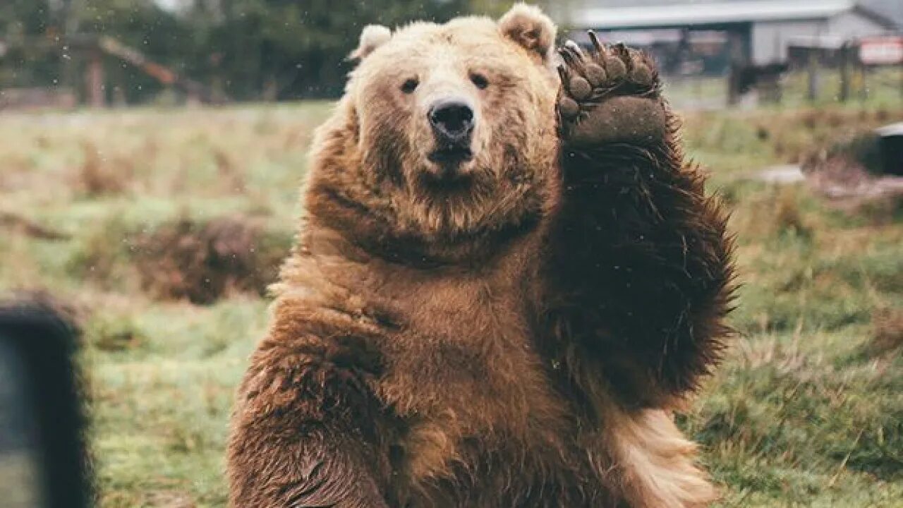 Фотографии 3 медведей. Медведь машет лапой. Добрый медведь. Привет медведь. Медведь с поднятой лапой.