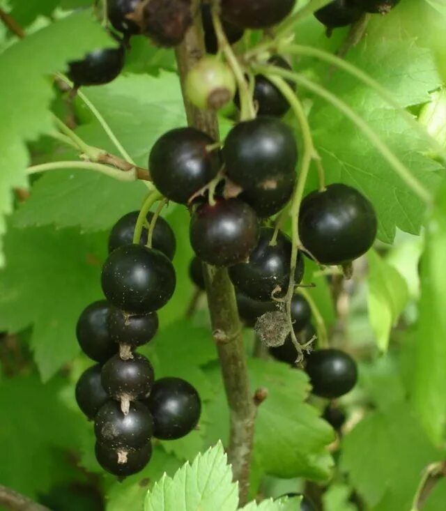 Лучшие сорта смородины