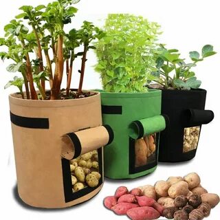 Bag plant