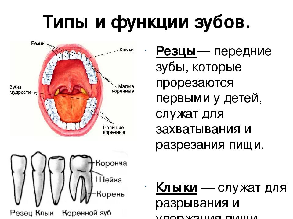 Что делают клыки зубы