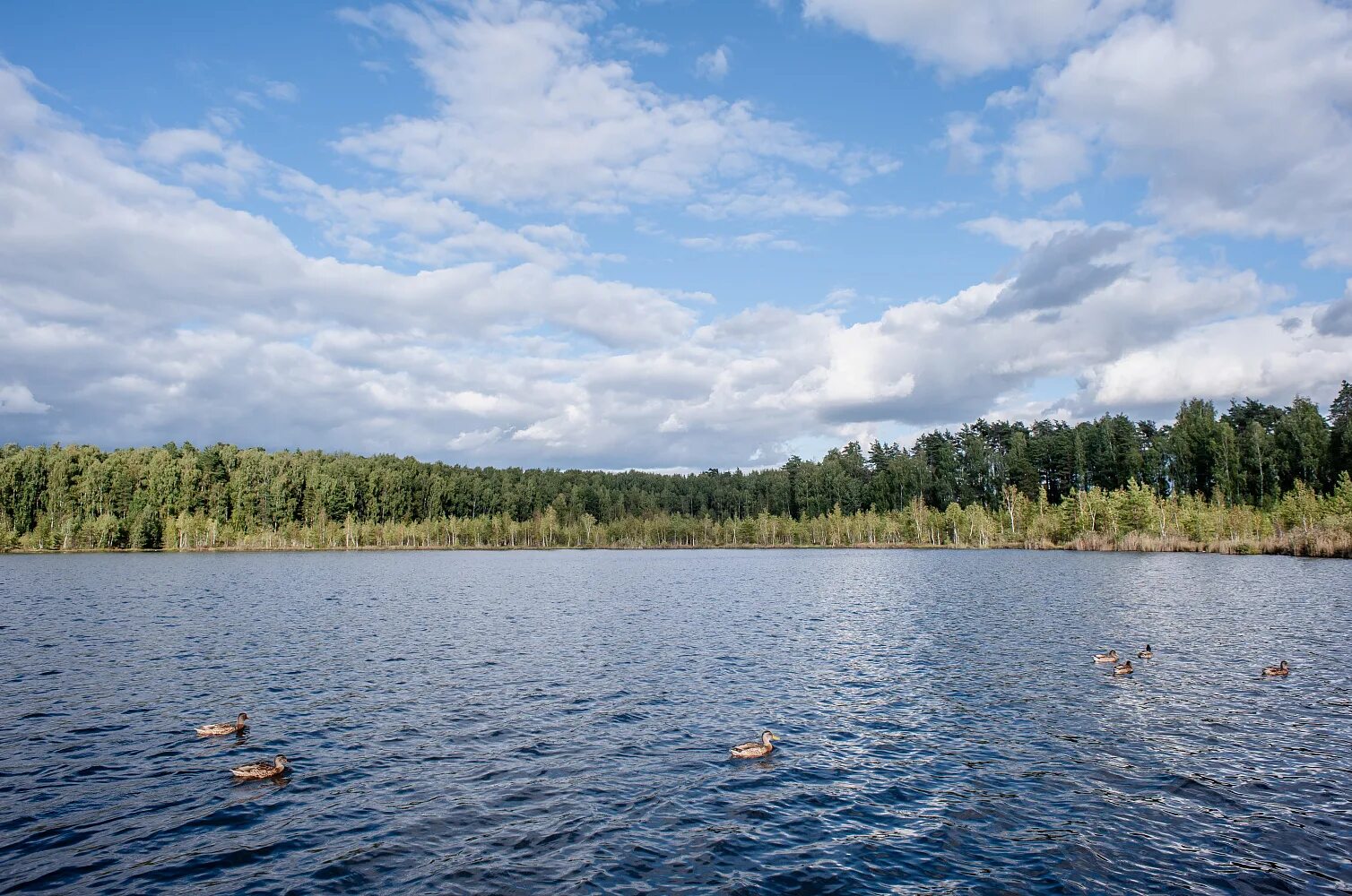 Мазуринское озеро Балашиха. Озёрный лесопарк Балашиха. Озеро Юшино Балашиха. Озеро Бабошкино в Балашихе. Индекс озер московской