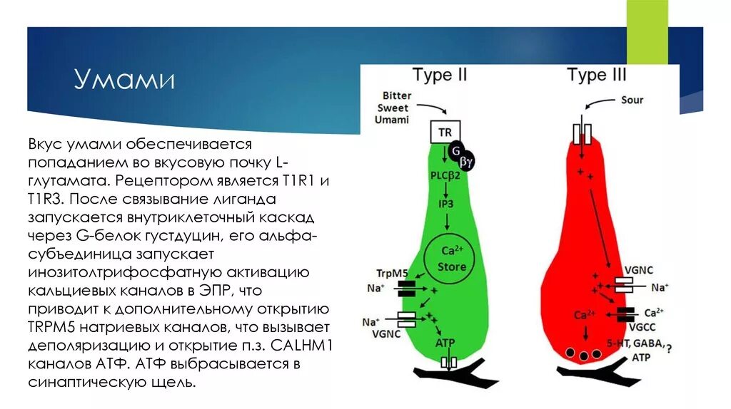 Вкус умами. Умами Рецептор. Умами Рецептор на языке. Умами вкусовой Рецептор.