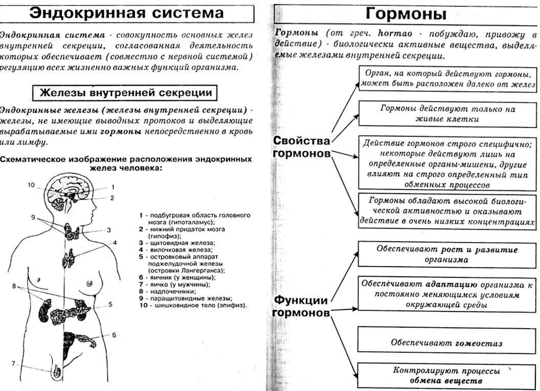 .Система желез внутренней секреции. Функции. Железы внутренней секреции таблица ЕГЭ. Железы внутренней секреции ЕГЭ по биологии. Эндокринная система человека таблица 8 класс биология. Эндокринная система человека гормоны