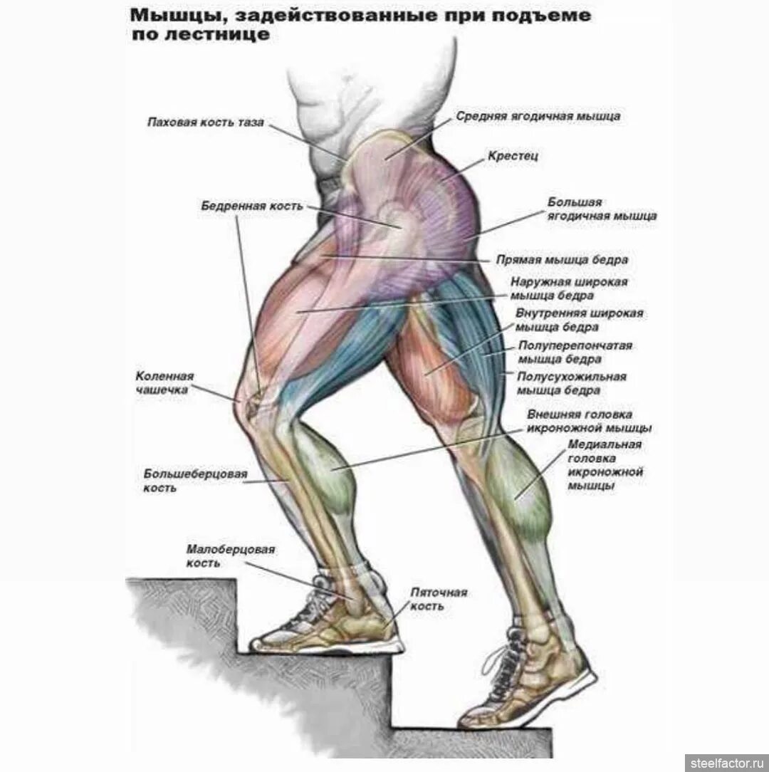 Какие мышцы работают при подъеме на лестницу. Какие мышцы качаются при подъеме по лестнице. Какие мышцы работают при поднятии по ступенькам. Какие мышцы задействованы при ходьбе по лестнице.