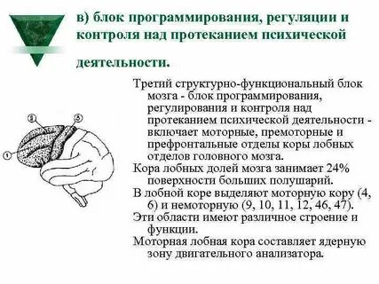 Функциональные системы головного мозга