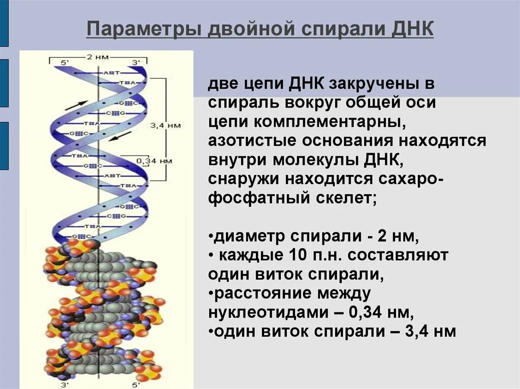 Структуры молекулы днк установили. Характеристика двойной спирали ДНК. Двойная спираль молекулы ДНК. Структура двойной спирали ДНК. Спиральная структура ДНК.