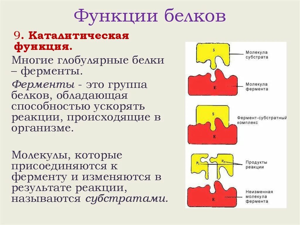 Ферментативная функция клетки. Ферментативная роль белков. функции белковой молекулы. функции молекул белка. функции молекул белков.