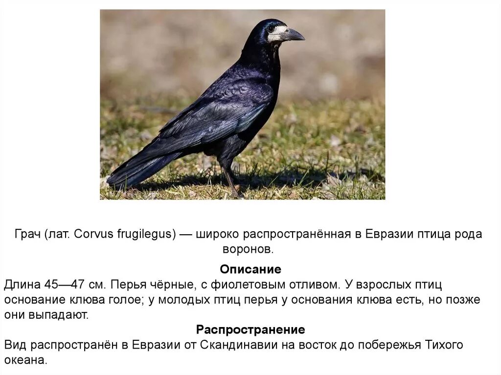 Грач (Corvus frugilegus). Грач описание. Грач птица описание. Грач признаки. Грач размеры птицы