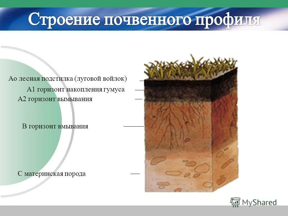 Царем почв называют