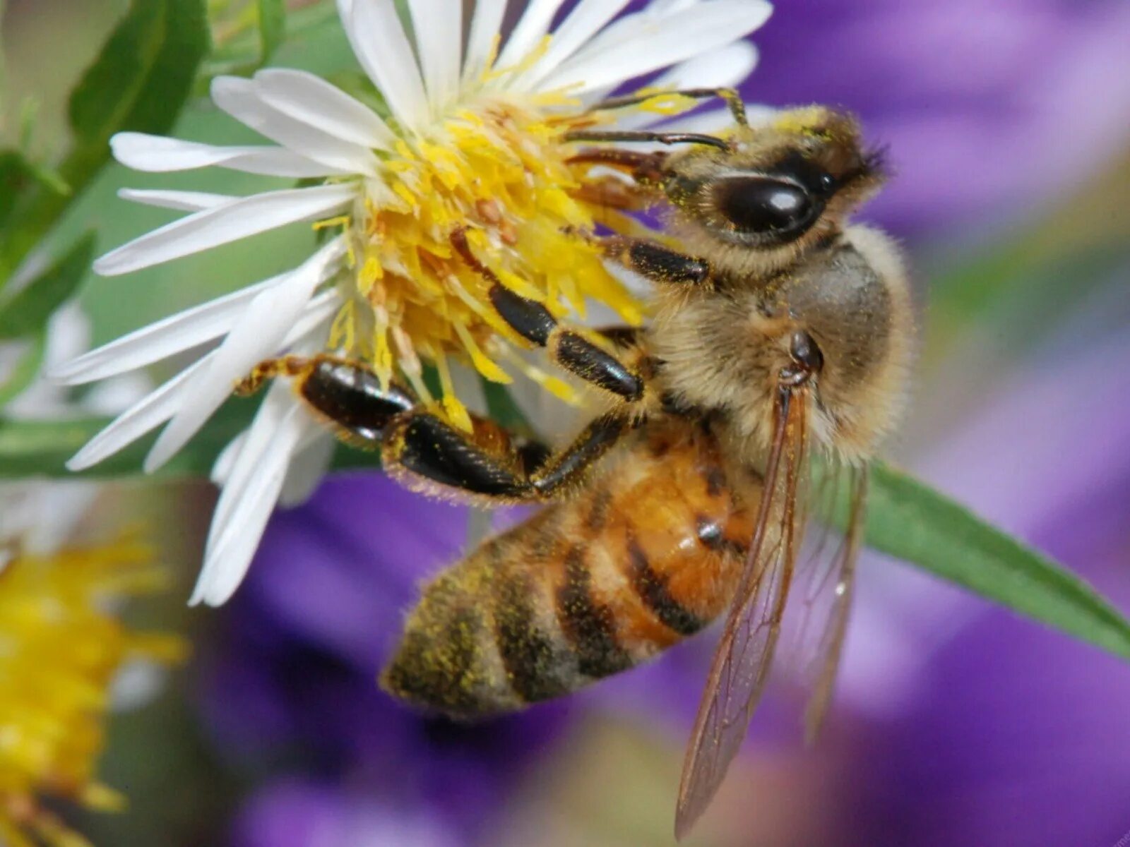 Медоносная пчела улей. Дикая медоносная пчела. Пчелы и мед. Пчела на цветке.