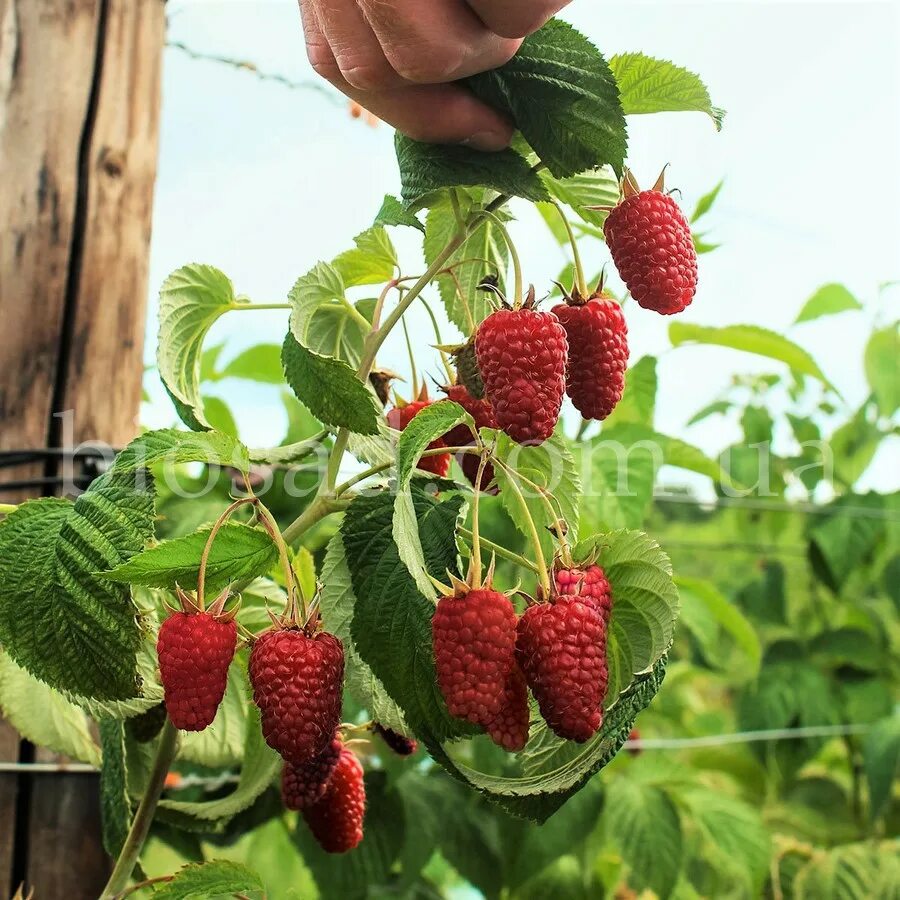 малина таруса описание фото. малиновое дерево таруса описание сорта. малина крепыш малиновое дерево. штамбовый сорт малины таруса. малина штамбовая таруса.