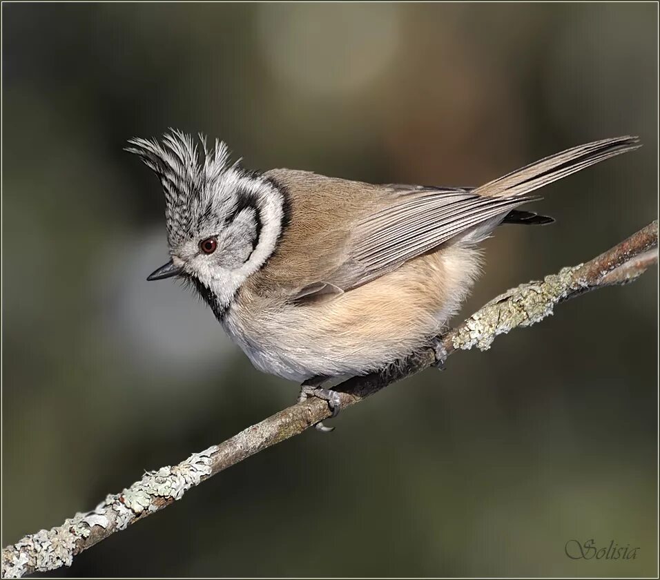 Птичка синица хохлатая. Как выглядит хохлатая синица. Хохлатая синица гренадёрка. Хохлатая синица гренадерка. Как выглядит хохлатая синица.