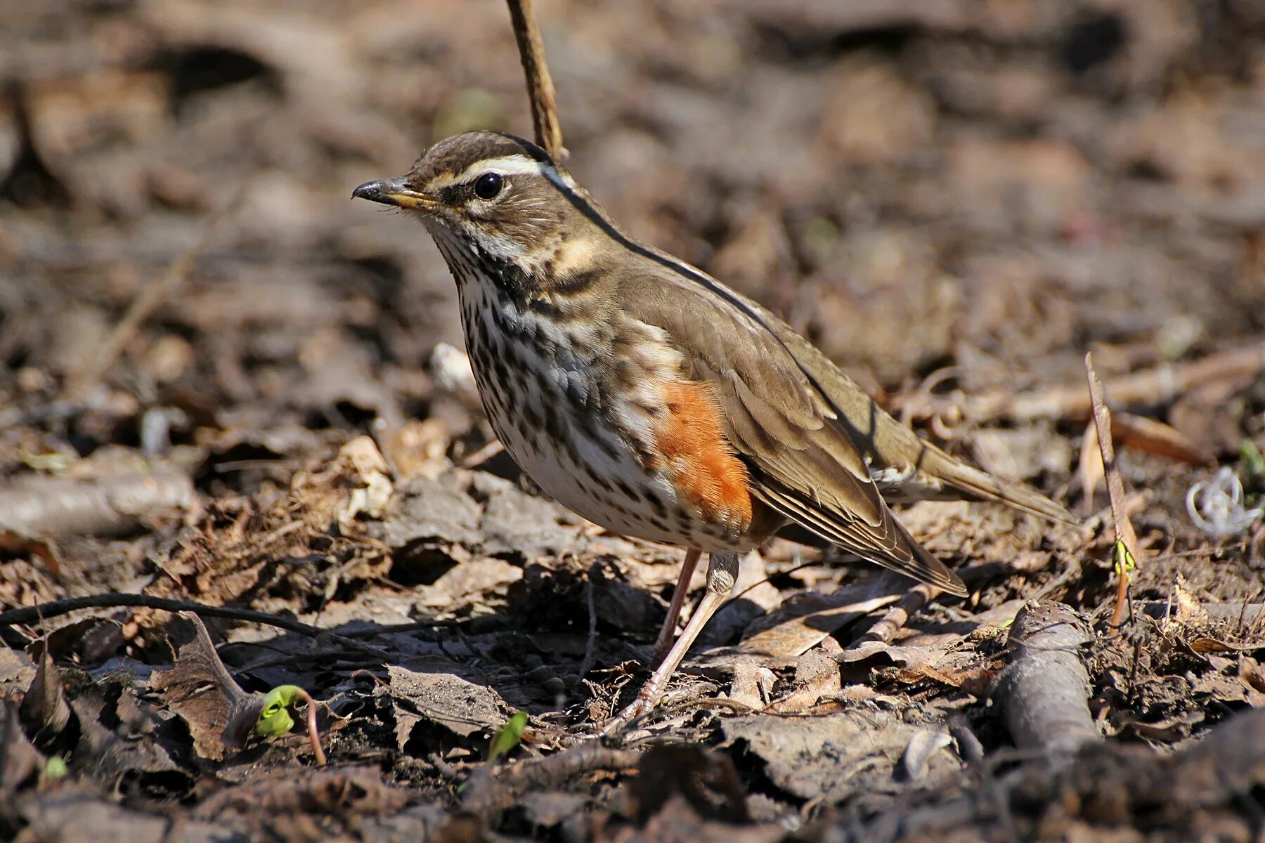 Дрозд-белобровик turdus iliacus. Белобровик рябинник. Скворец белобровик. Певчий Дрозд и белобровик.