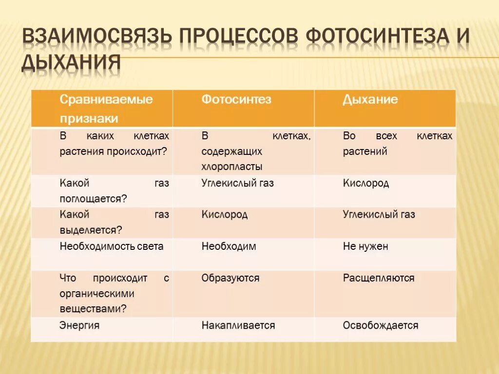 Биология 6 класс фотосинтез ответы на вопросы. Таблица дыхание и фотосинтез по биологии 6. Взаимосвязь фотосинтеза и дыхания 6 класс. Взаимосвязь процессов дыхания и фотосинтеза. Сопоставление процессов фотосинтеза и дыхания таблица.