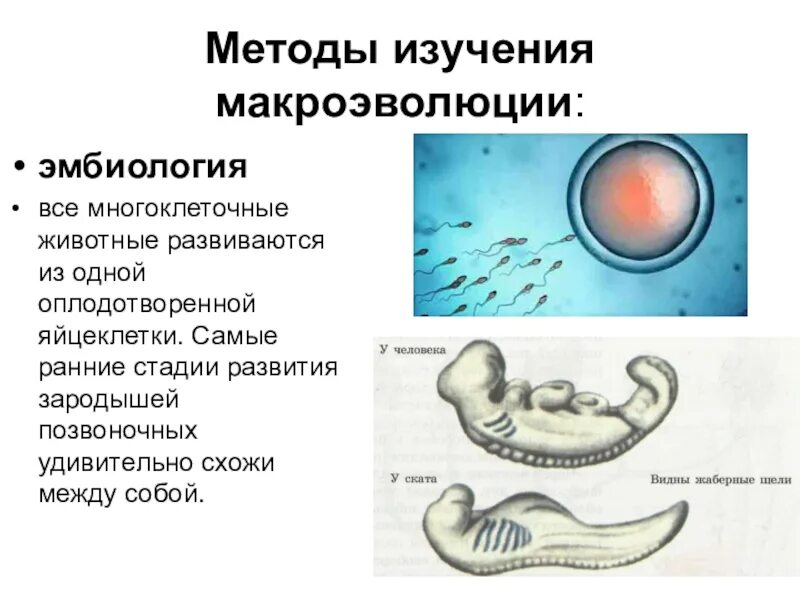 Признаки макроэволюции и микроэволюции. Методы изучения макроэволюции. Основные пути макроэволюции. Презентация на тему Макроэволюция. Стадии макроэволюции.