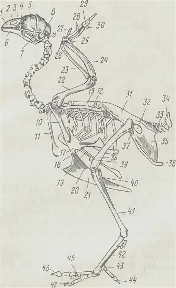 Кости отдела позвоночника у птиц