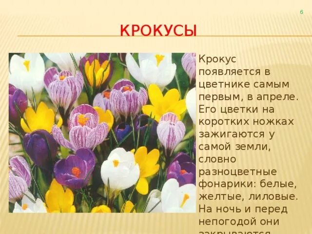 Песня жить про крокус. Крокус описание растения. Описание весенних цветов. Растения весенних цветников 2 класс. Весенние цветы описание.