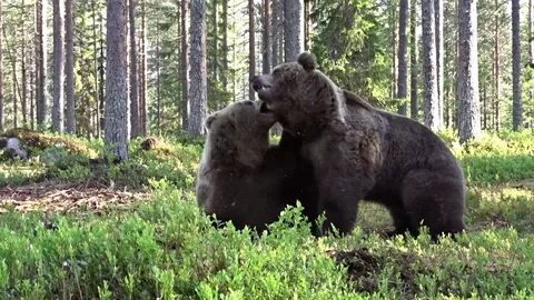 Bear best
