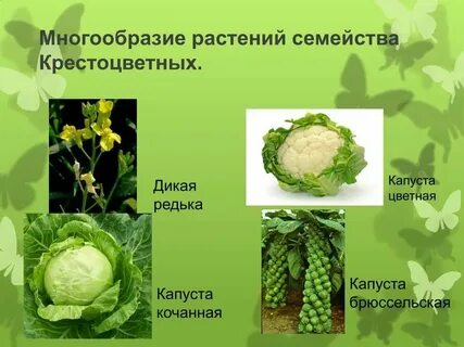 Овощи являются растениями