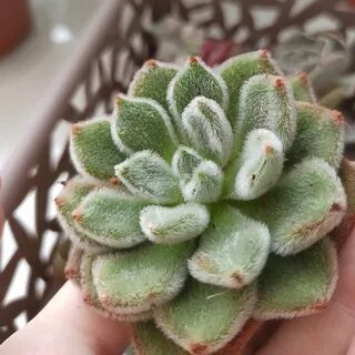 Эхеверия Дорис Тейлор Echeveria 'DORIS TAYLOR' .