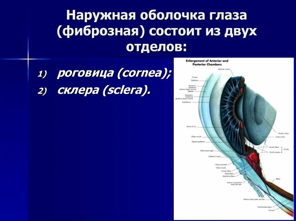 Наружная фиброзная оболочка глаза. Наружная оболочка глаза состоит. Строение фиброзной оболочки глаза. Строение фиброзной оболочки. Человек внешняя оболочка