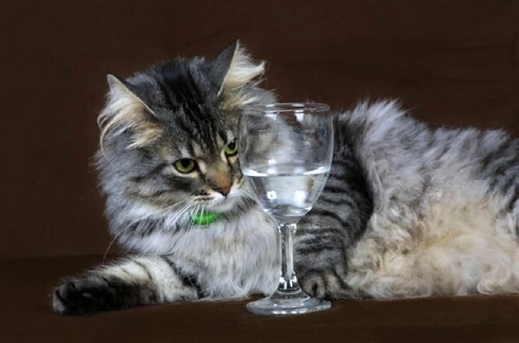 Картинки пьющий кот. Кот с бокалом. кошка с рюмкой. коты с рюмками. кот с фужером.