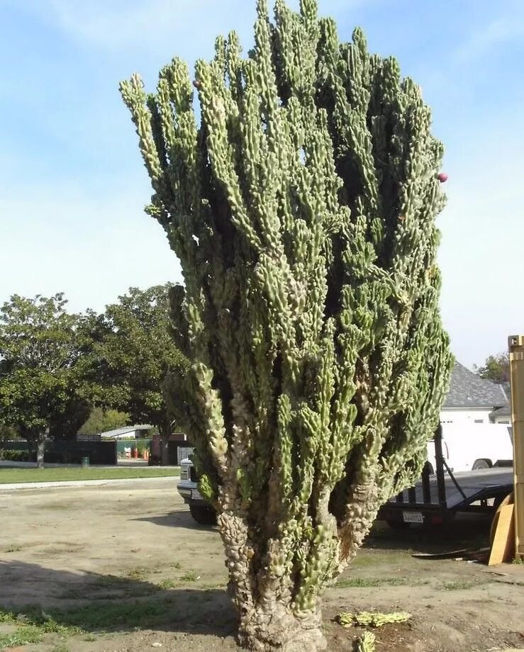 кактус скала правильное название. кактус скала. опунция горная. кактус цереус спиральный. кактус скала как называется.