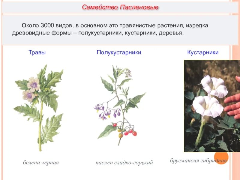 Паслен черный двудольный. Паслёновые полукустарники. Пасленовые кустарники деревья. Жизненные формы пасленовых. Семейство Пасленовые жизненные формы.