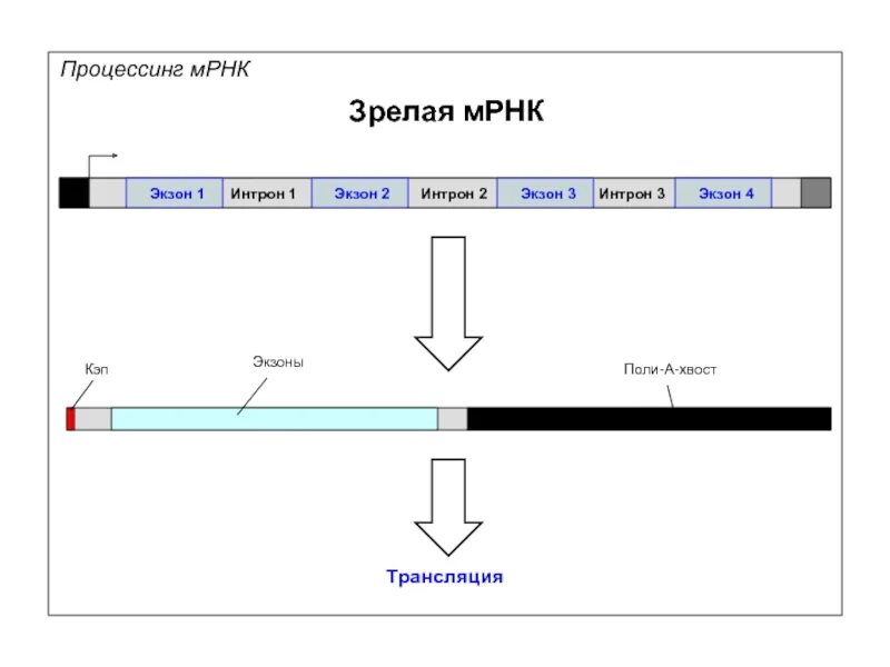 Схема строения зрелой МРНК. Процессинг МРНК. Зрелая МРНК схема. МРНК схема.