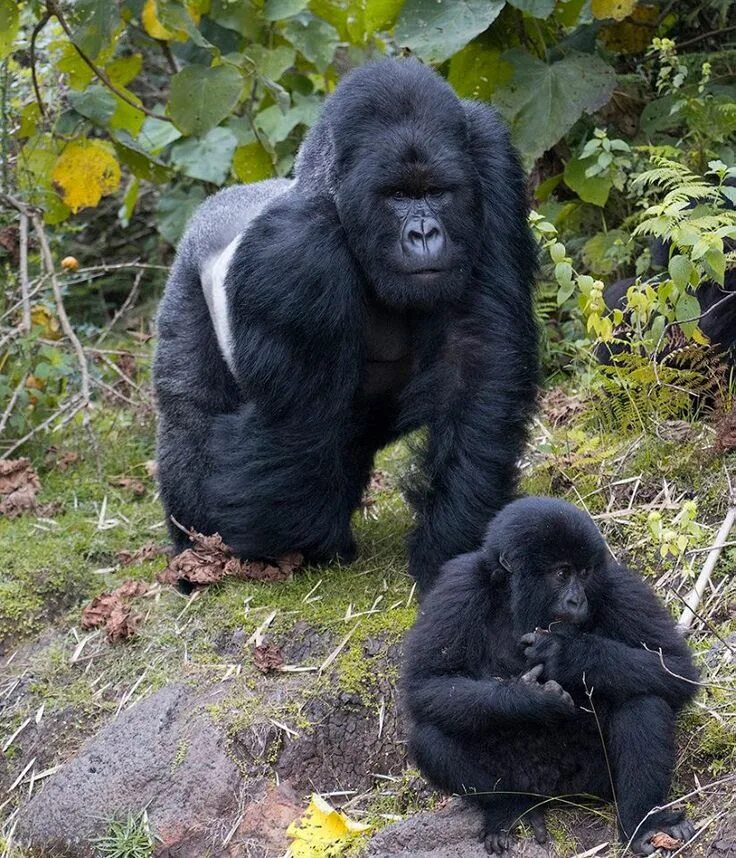 ГОРНАЯ ГОРИЛЛА (Gorilla beringei beringei) Вы никогда не увидите это животное да