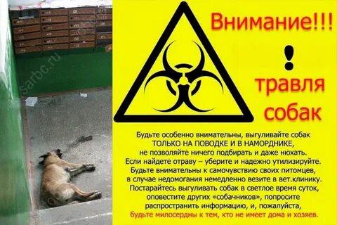 Внимание собаки на хозяина