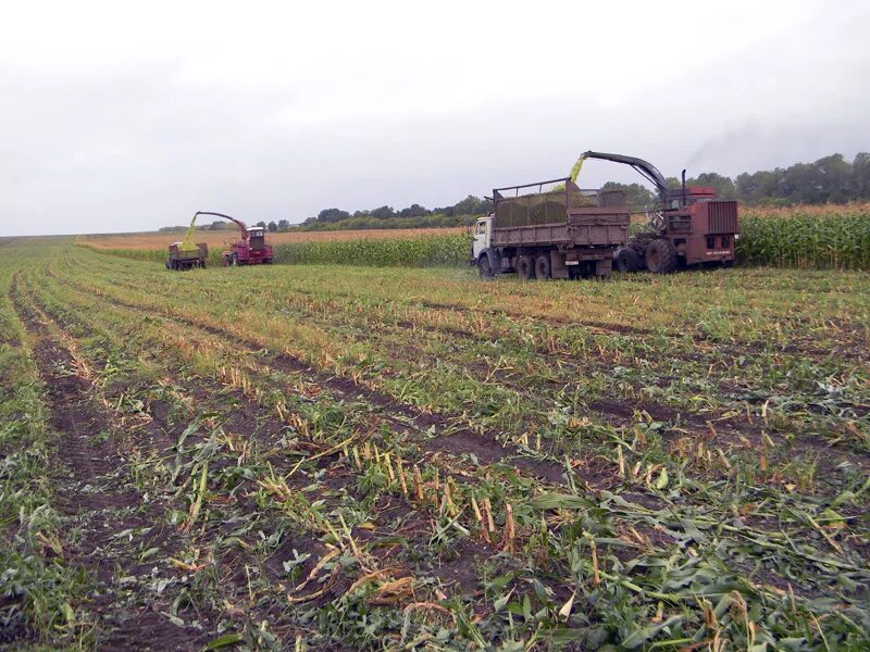 Полеводство: злаковые- зерновые. Виды ирригации. Площади посадки картофеля занимают. Поволжье день поля. Площадь поля 10 га кукурузой.