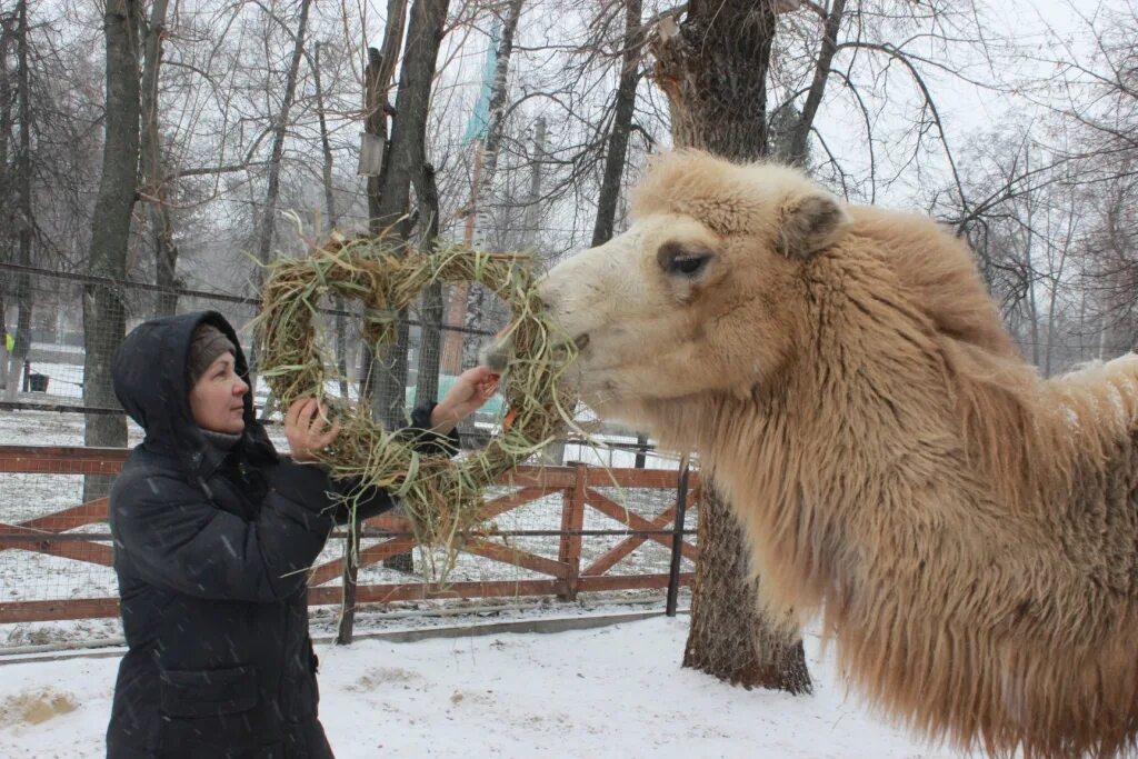 Зоопарк попова. Воронежский зоопарк. Воронежский зоосад. Животные Воронежского зоопарка. Зоопарк имени Попова в Воронеже.