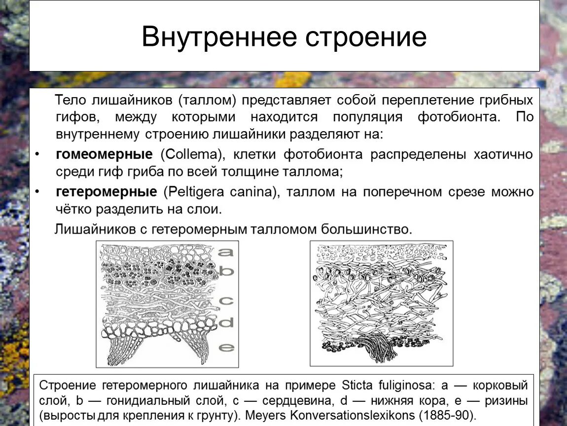 Гомеомерное строение слоевища лишайника:. Внутреннее строение лишайника гетеромерного типа. Гомеомерные лишайники строение. Анатомическое строение таллома лишайников.