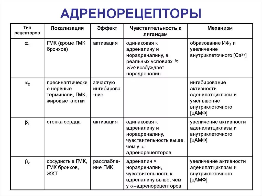 Альфа и бета адренорецепторы. Локализация бета 2 адренорецепторов. Альфа 2 адренорецепторы локализация. Локализация Альфа 1 адренорецепторов. Таблица Альфа и бета адренорецепторов.