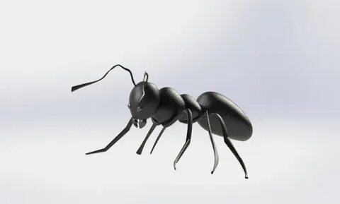 Ant 3