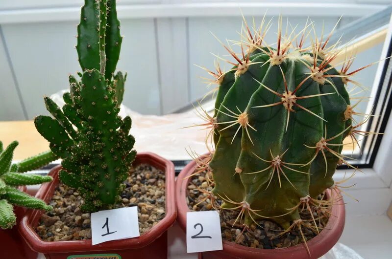 Определи название кактуса. Ребристый кактус. Как узнать название кактуса. Кактус определить название. Mammillaria insularis.