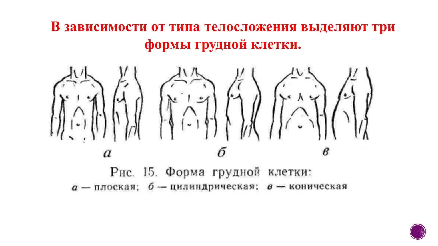 Формы грудной клетки в норме и патологии у детей. Формы грудной клетки у детей в норме таблица. Коническая форма грудной клетки. Форма грудной клетки плоская цилиндрическая коническая. Грудная клетка у ребенка норма