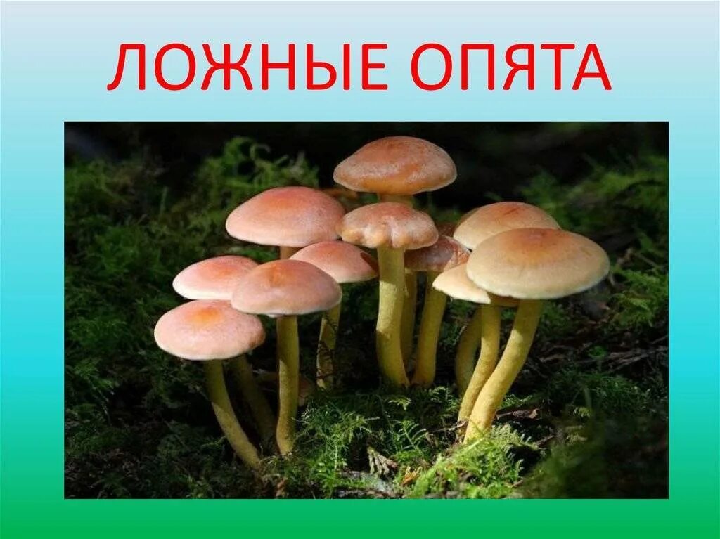 Отличить опенок