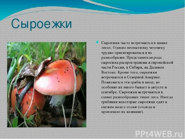 Сыроежка сообщение. Сообщение о сыроежке. рассказ про сыроежку. сообщение о грибе сыроежка. гриб сыроежка рассказ.