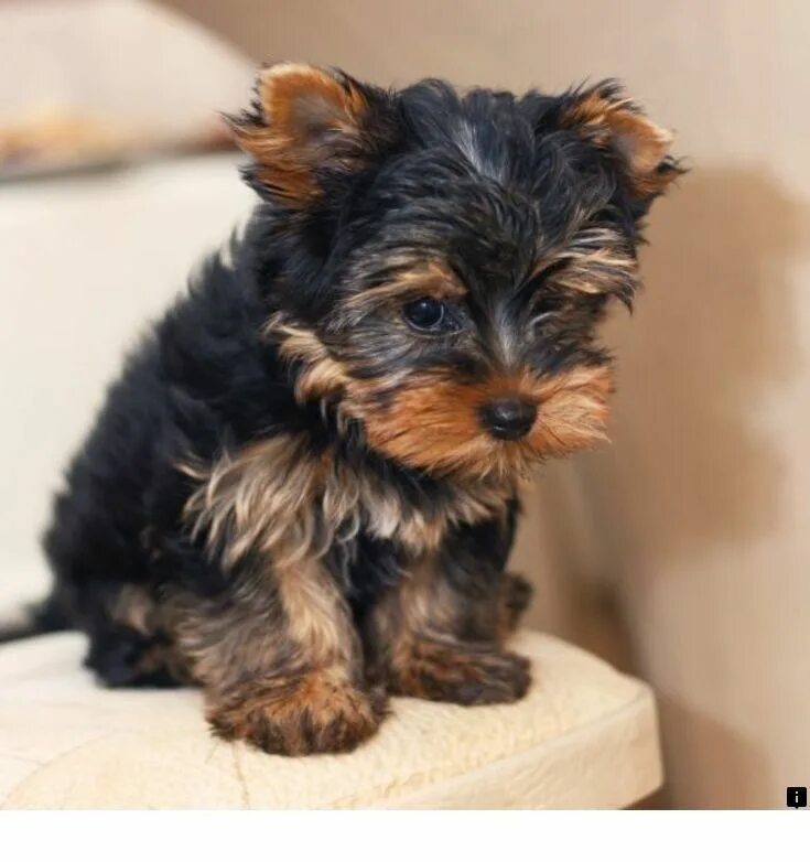 Йекштерьерский терьер. Мини терьер из англии 7. Йоркширский терьер со щенками. Мини терьер из англии 7. Йоркширский терьер породы собак.