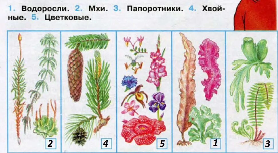 Окружающий мир названия групп