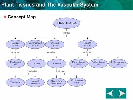Plant tissues