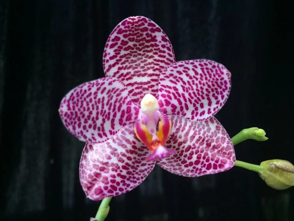 Phal. Фаленопсис hsin sesame. Фаленопсис sun. Ld gigan sun. Phal.