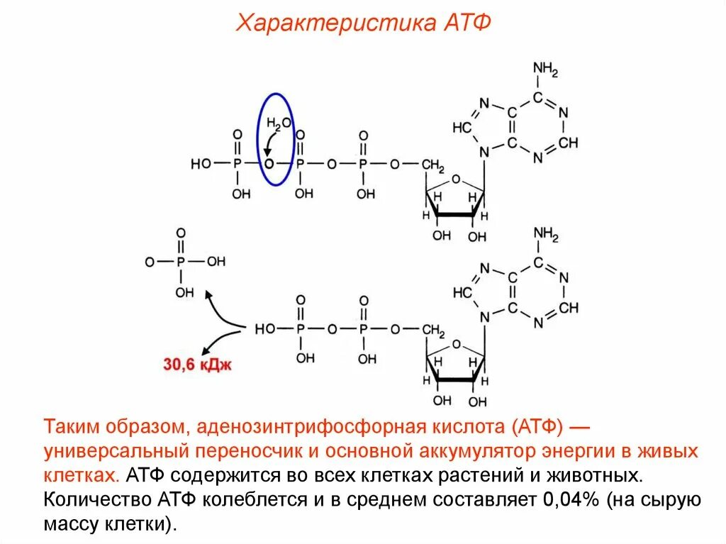 Атф 24. Аденозинтрифосфат рибонуклеиновая кислота. АТФ как универсальный аккумулятор энергии. Свойства АТФ. Характеристика АТФ.