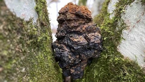 Грибной нарост на березе черного цвета