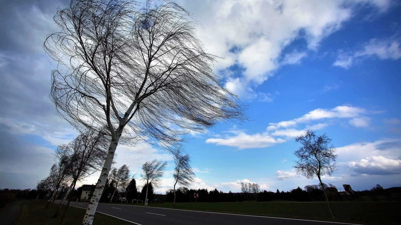 Шум сильного ветра. Сильный ветер. Порывистый ветер. Дерево на ветру. Сильный ветер деревья.