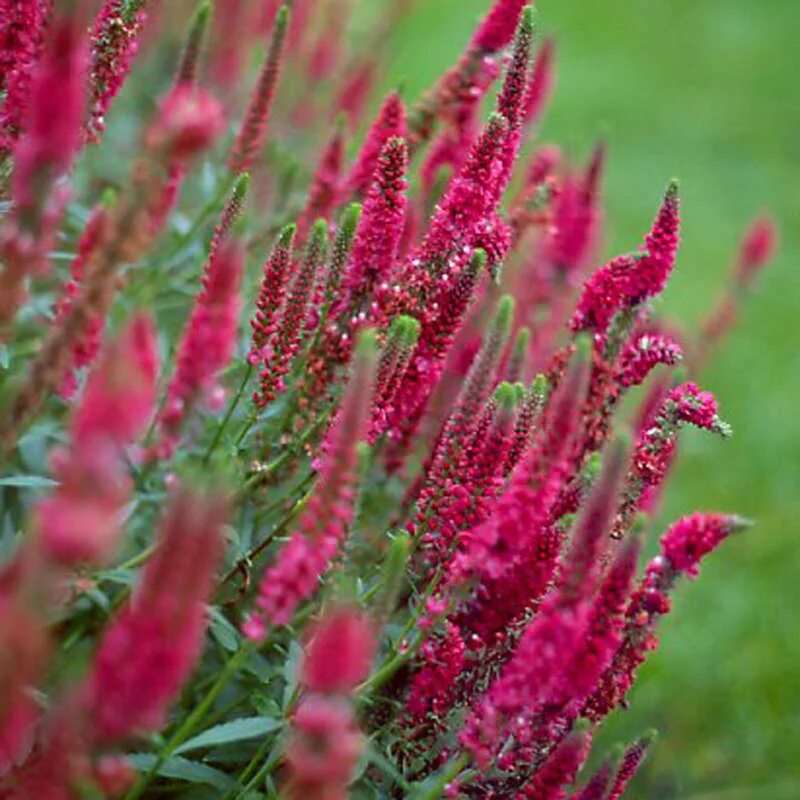 Вероника колосковая red fox. Вероника колосистая rotfuchs. Veronica red. Veronica red. Вероника колосковая ротфучс.