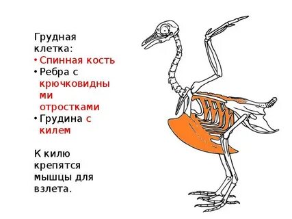 Наличие киля